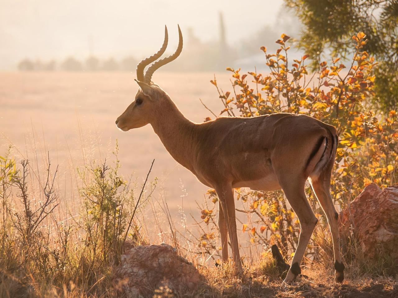 Kloofzicht Lodge & Spa Krugersdorp Exteriör bild Greater kudu